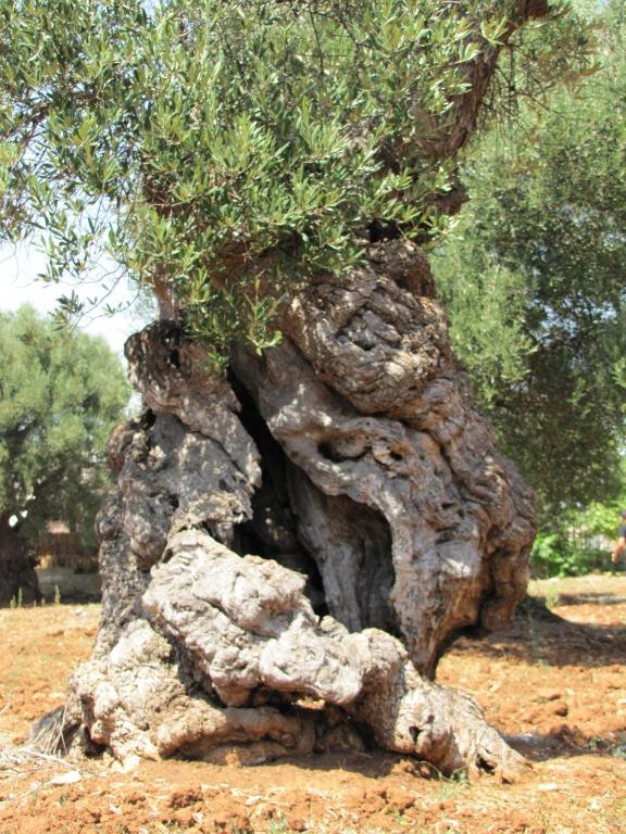 Antica Masseria Carparelli Pensionat Ostuni Eksteriør billede